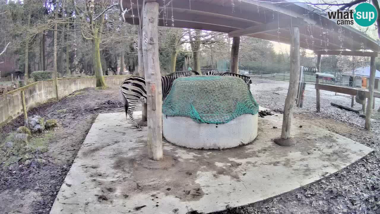 Zebre v živo v živalskem vrtu Ljubljana ZOO spletne kamere