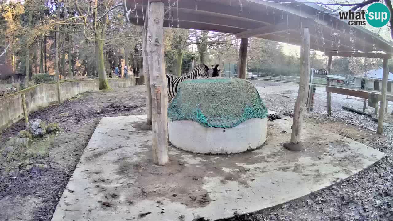 Zebre v živo v živalskem vrtu Ljubljana ZOO spletne kamere