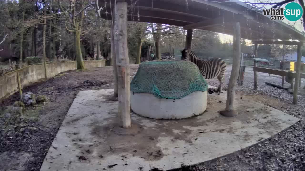 Le Zebre nello ZOO di Ljubljana – Slovenia Live webcam