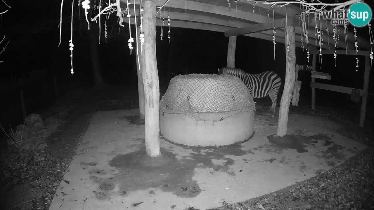 Live Webcam Zebras in Ljubljana ZOO – Slowenien