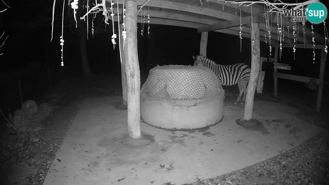 Live webcam Les zèbres in Ljubljana ZOO – Slovénie