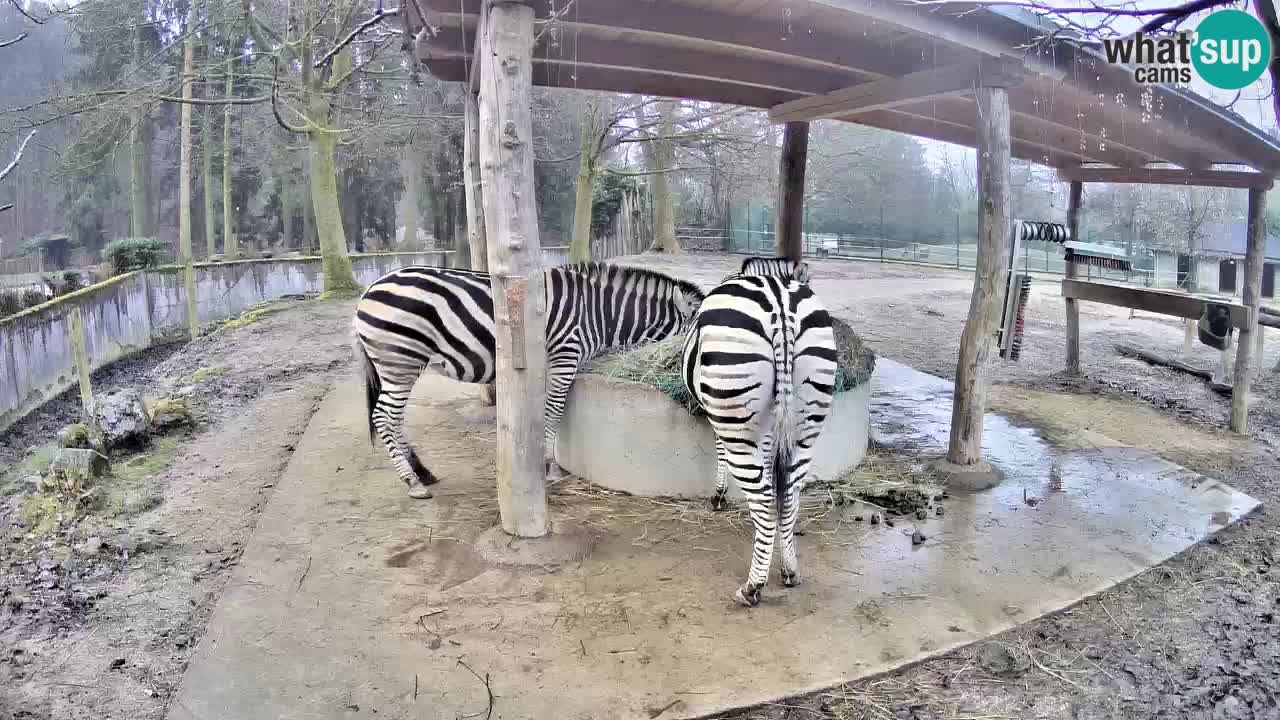 Le Zebre nello ZOO di Ljubljana – Slovenia Live webcam