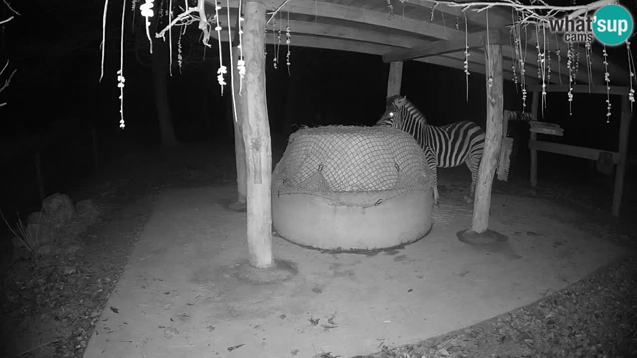 Le Zebre nello ZOO di Ljubljana – Slovenia Live webcam