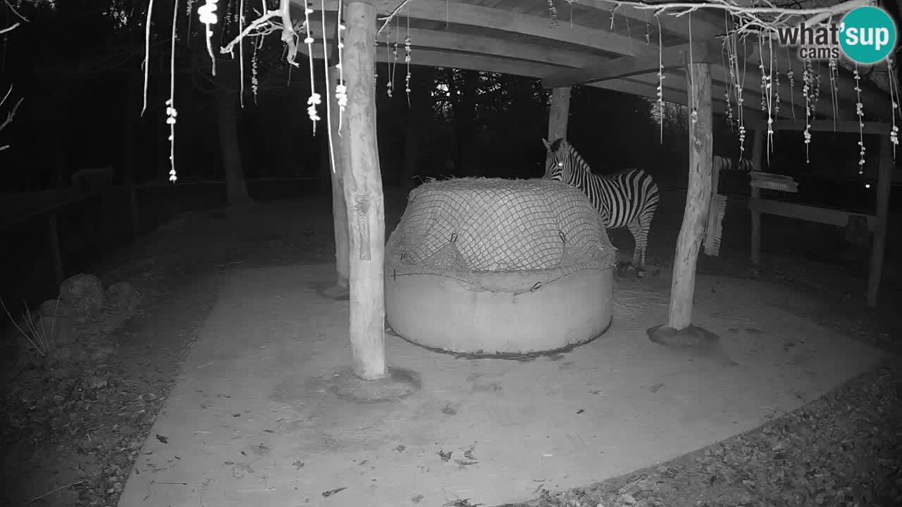 Live webcam Les zèbres in Ljubljana ZOO – Slovénie