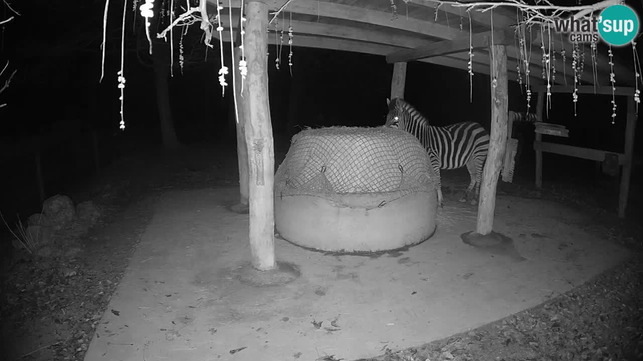 Live Webcam Zebras in Ljubljana ZOO – Slowenien