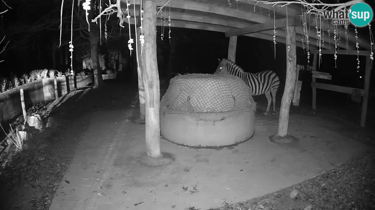 Le Zebre nello ZOO di Ljubljana – Slovenia Live webcam