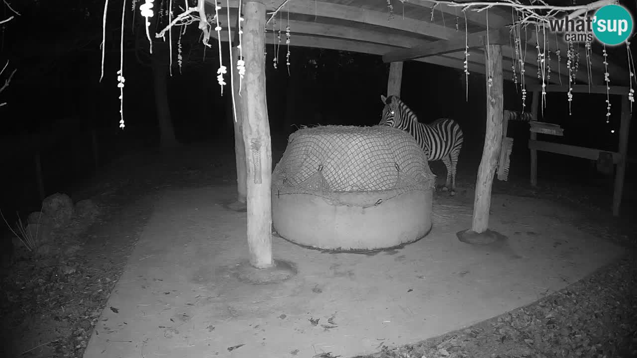 Le Zebre nello ZOO di Ljubljana – Slovenia Live webcam