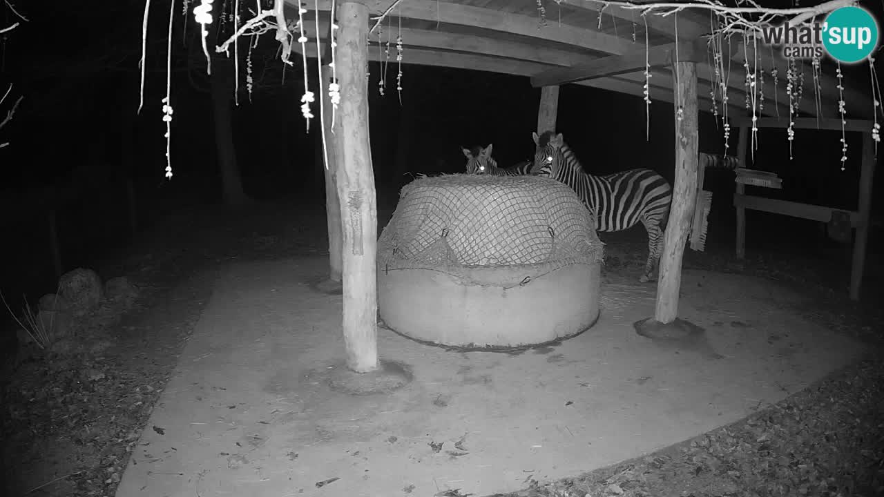 Live Webcam Zebras in Ljubljana ZOO – Slowenien