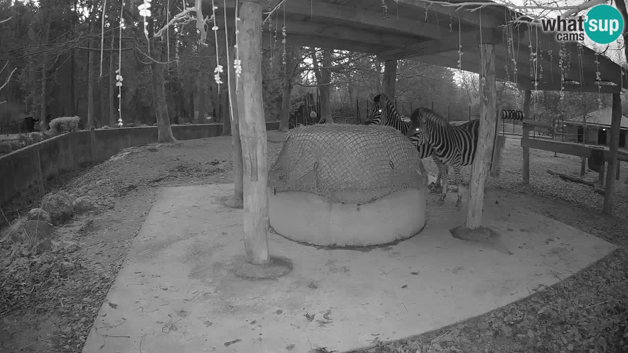 Live Webcam Zebras in Ljubljana ZOO – Slowenien