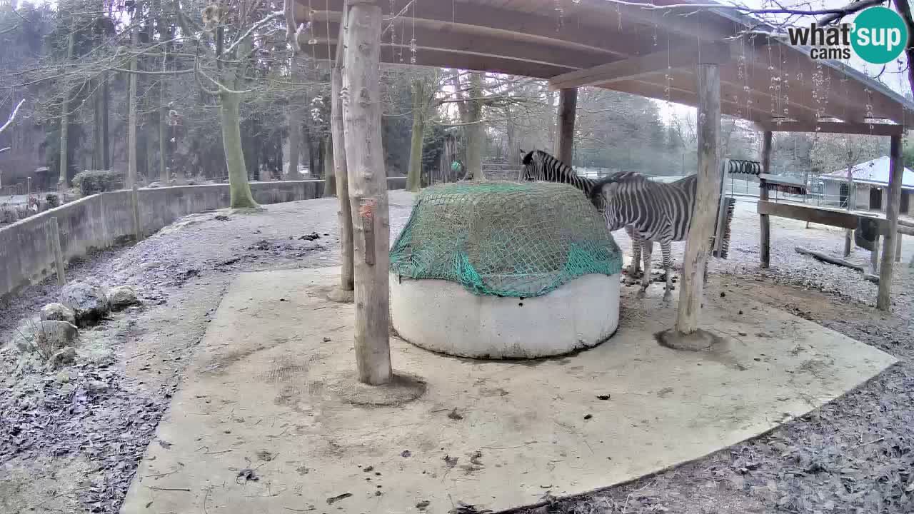 Zebre v živo v živalskem vrtu Ljubljana ZOO spletne kamere