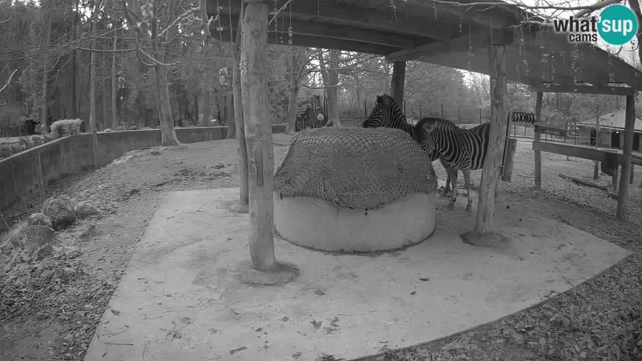 Zebre v živo v živalskem vrtu Ljubljana ZOO spletne kamere