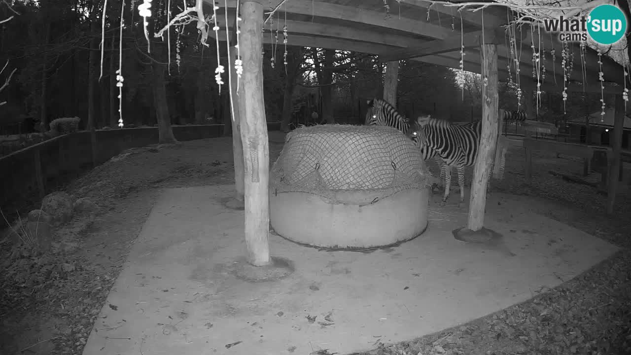 Live webcam Les zèbres in Ljubljana ZOO – Slovénie