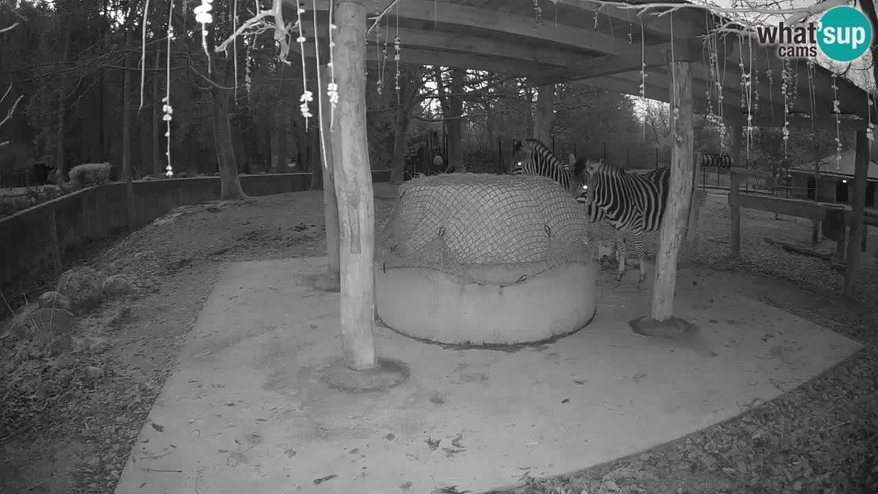 Live webcam Les zèbres in Ljubljana ZOO – Slovénie