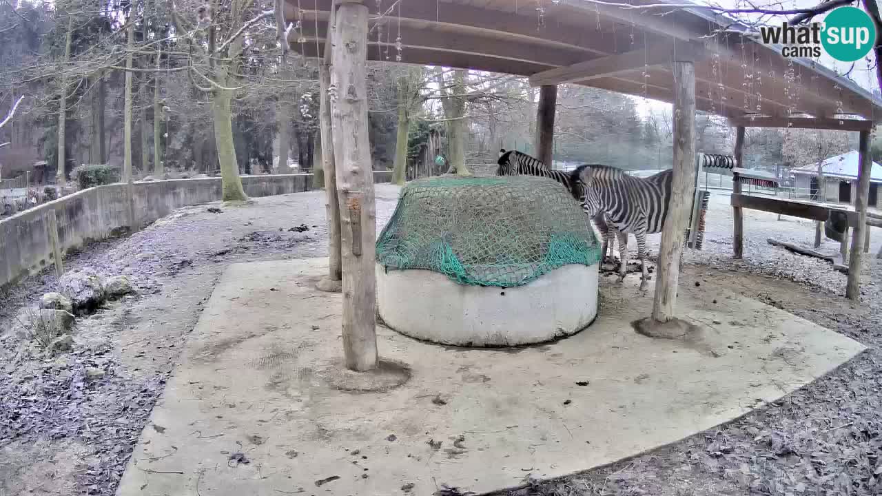 Live Webcam Zebras in Ljubljana ZOO – Slowenien