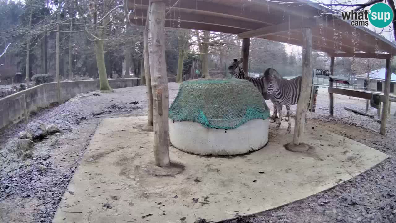 Live Webcam Zebras in Ljubljana ZOO – Slowenien