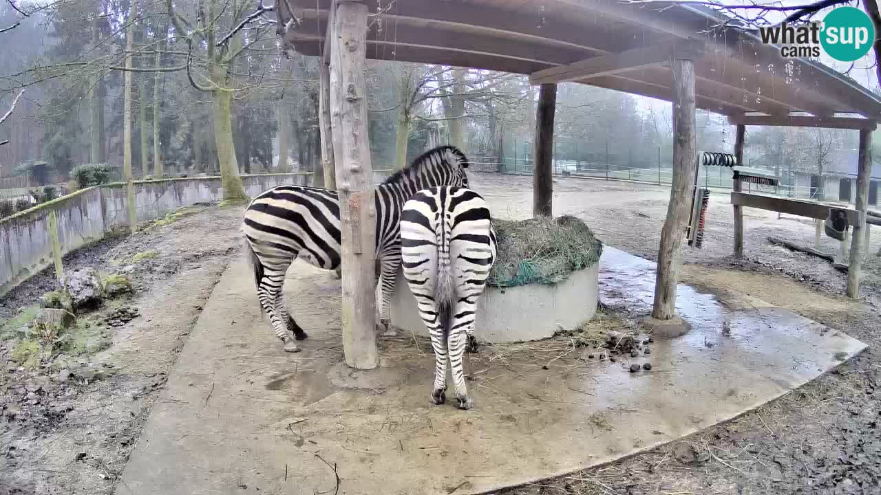 Le Zebre nello ZOO di Ljubljana – Slovenia Live webcam