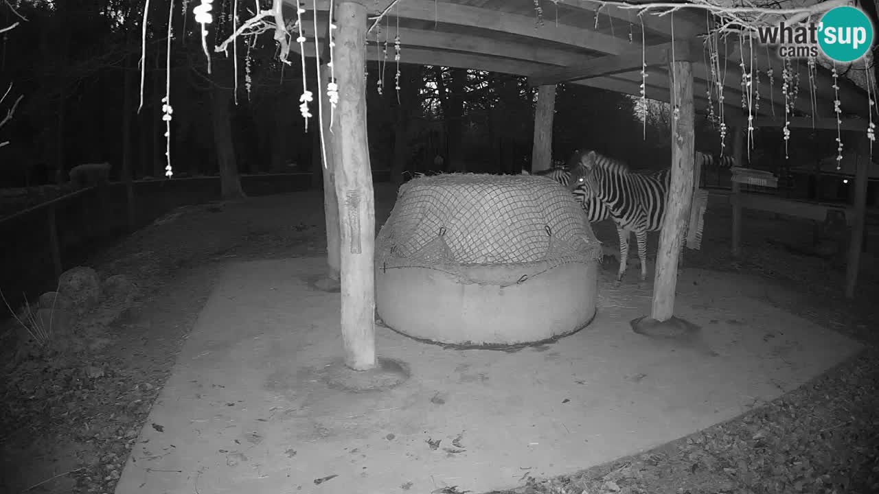 Zebre v živo v živalskem vrtu Ljubljana ZOO spletne kamere