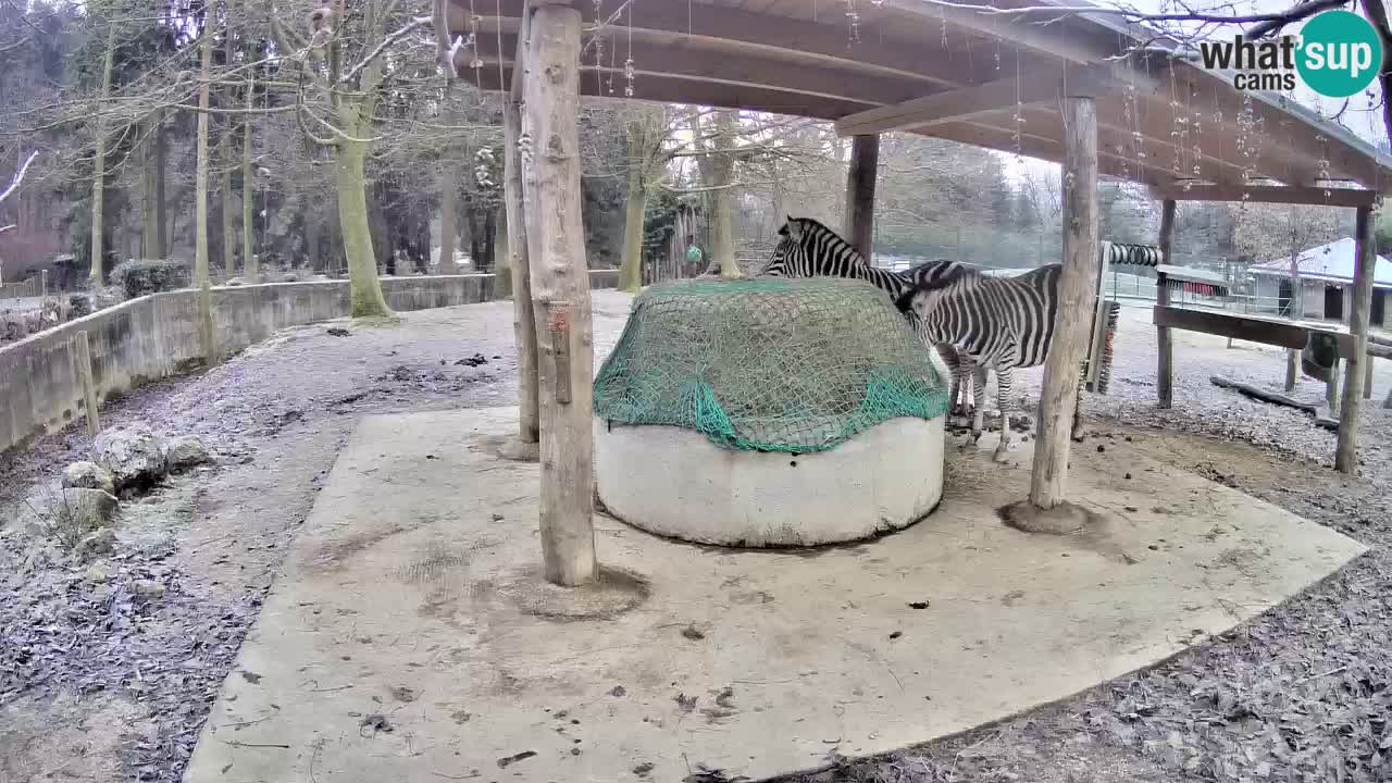 Zebre v živo v živalskem vrtu Ljubljana ZOO spletne kamere