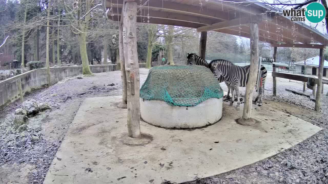 Live Webcam Zebras in Ljubljana ZOO – Slowenien