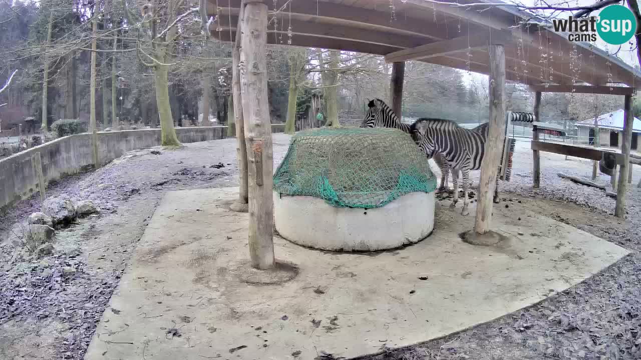 Live webcam Les zèbres in Ljubljana ZOO – Slovénie