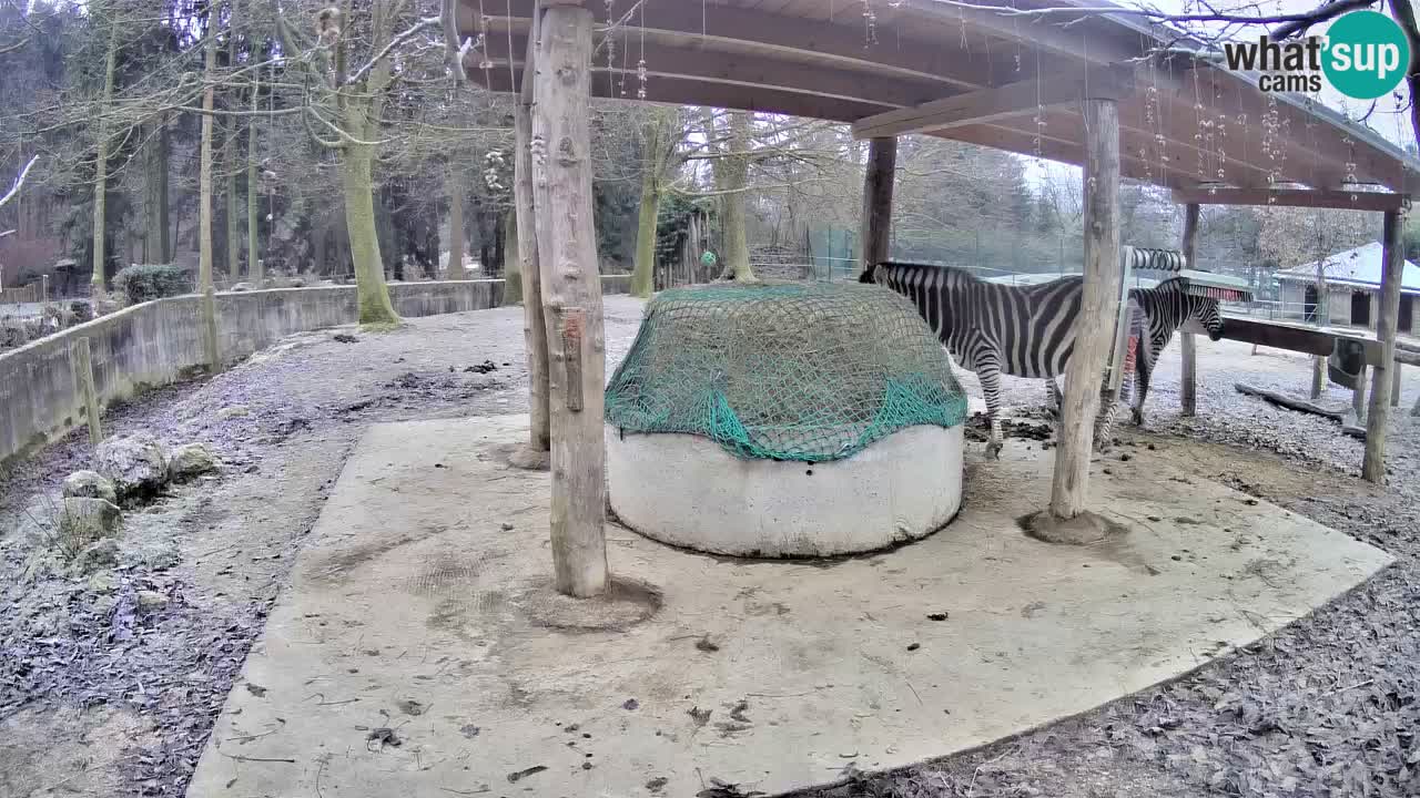 Live Webcam Zebras in Ljubljana ZOO – Slowenien