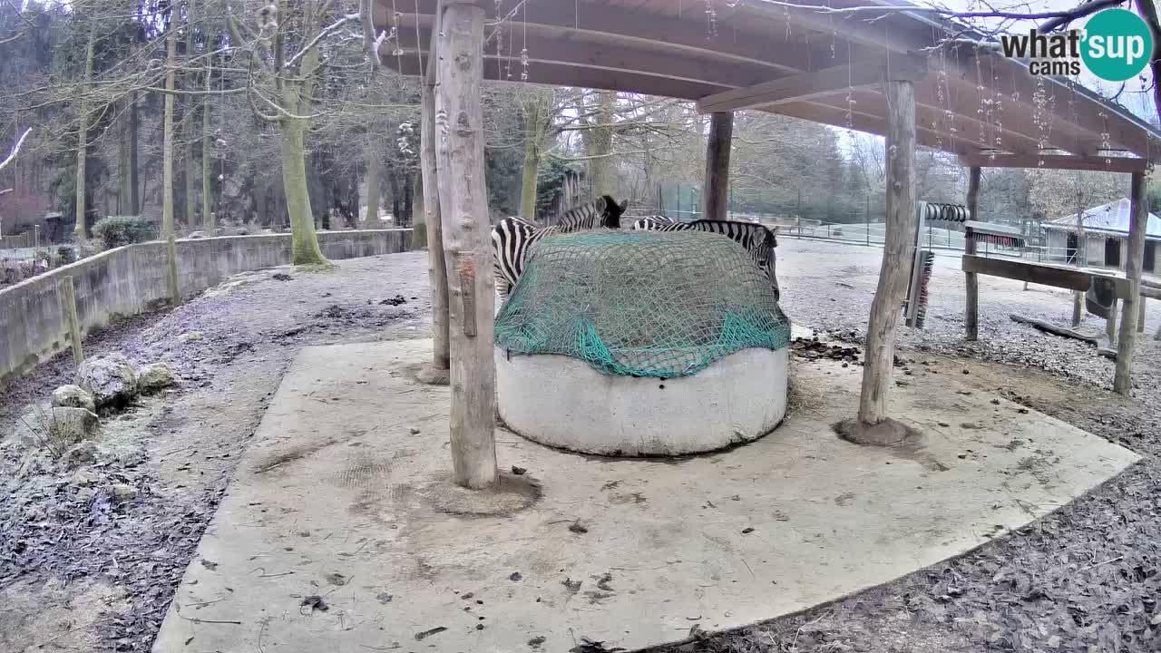 Zebre v živo v živalskem vrtu Ljubljana ZOO spletne kamere