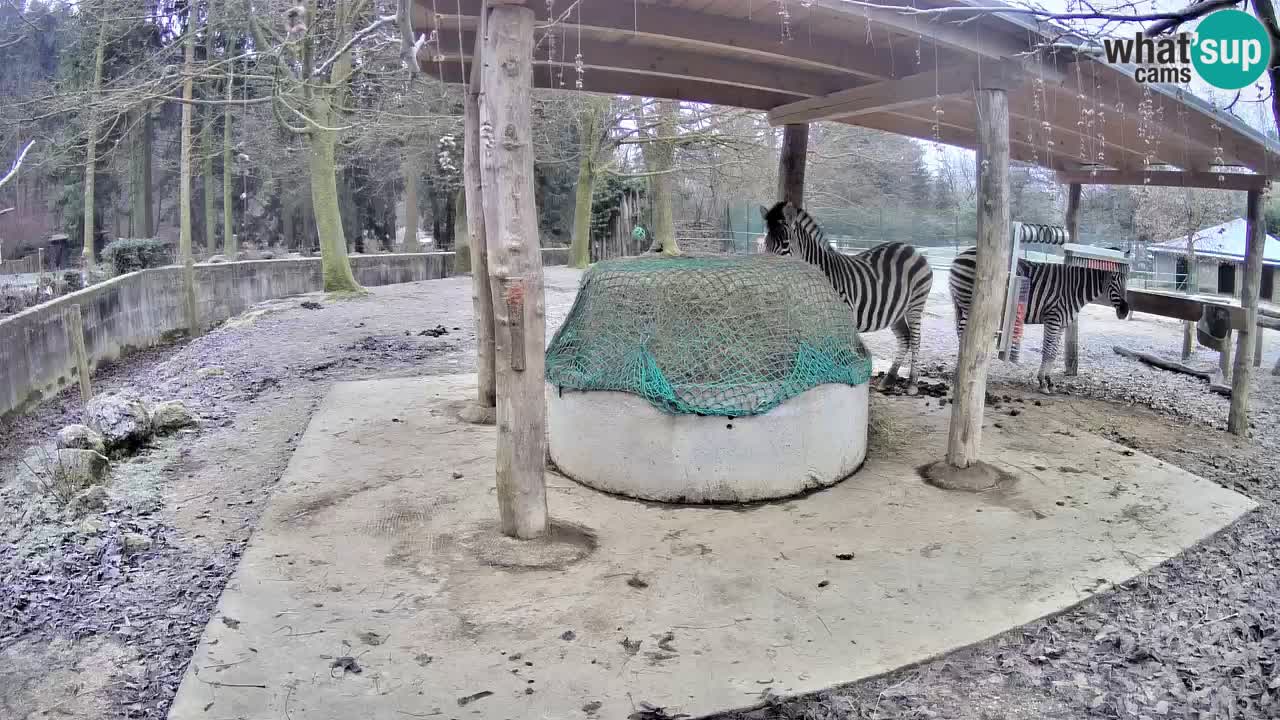 Zebre v živo v živalskem vrtu Ljubljana ZOO spletne kamere