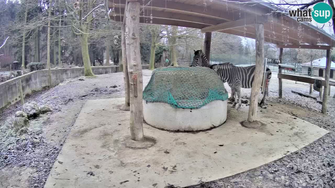 Live webcam Les zèbres in Ljubljana ZOO – Slovénie