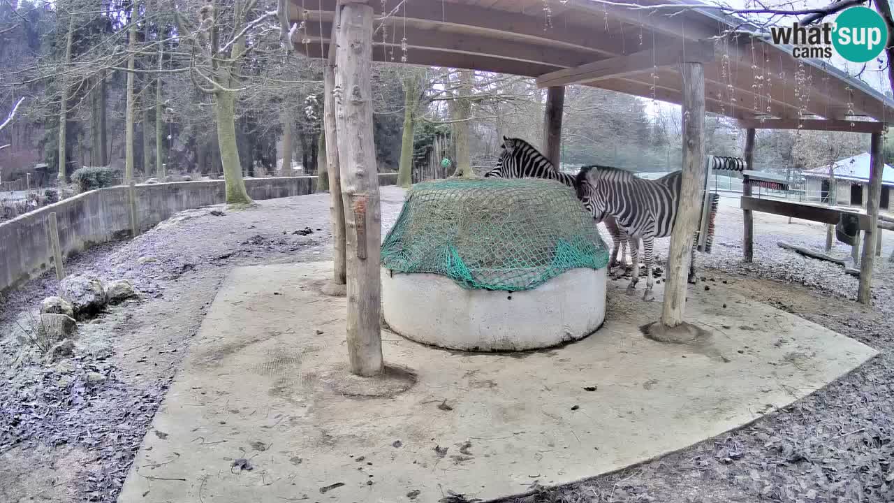 Le Zebre nello ZOO di Ljubljana – Slovenia Live webcam