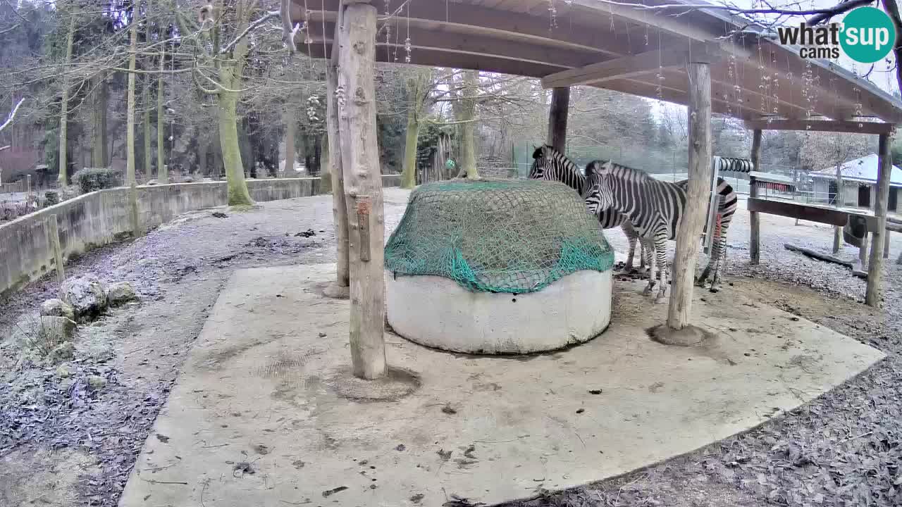 Le Zebre nello ZOO di Ljubljana – Slovenia Live webcam