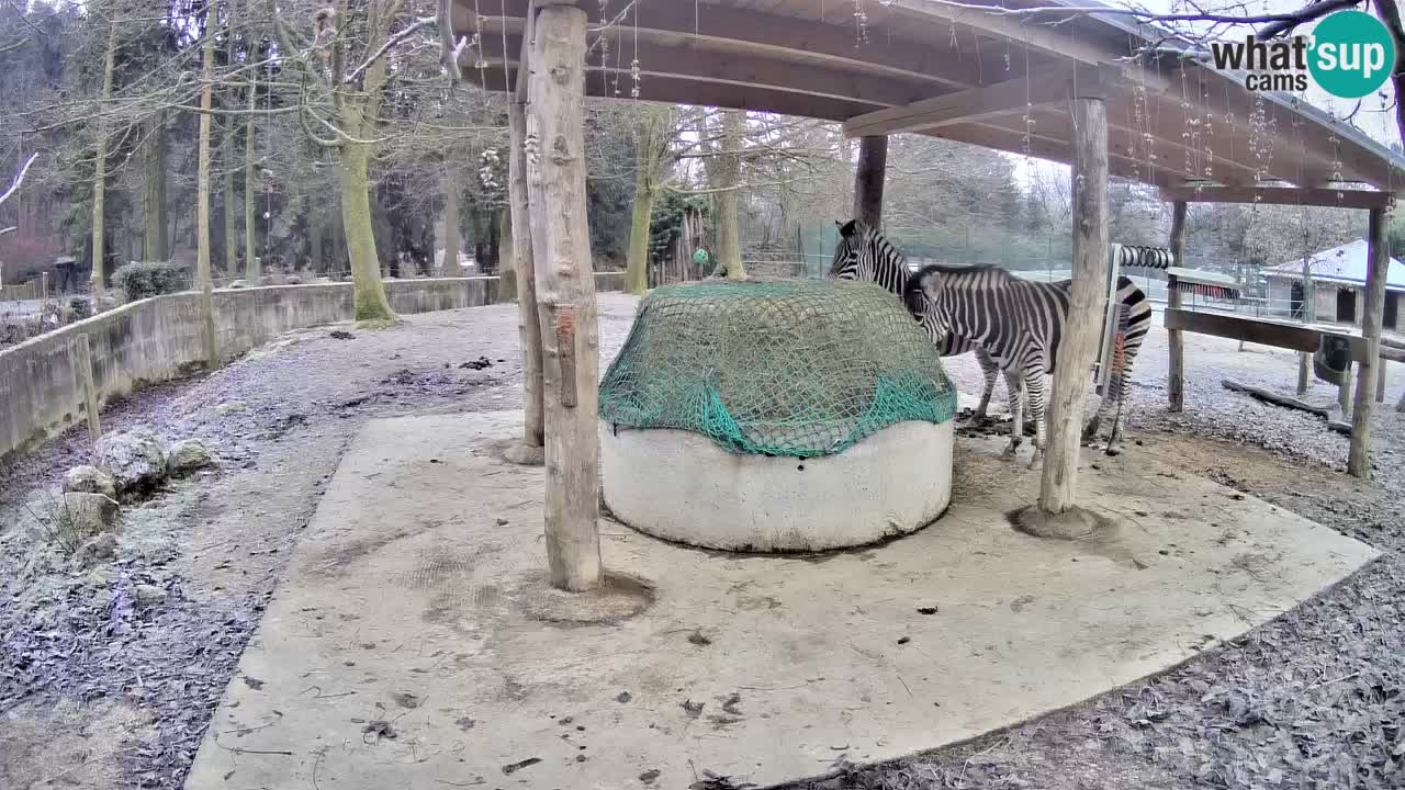 Le Zebre nello ZOO di Ljubljana – Slovenia Live webcam