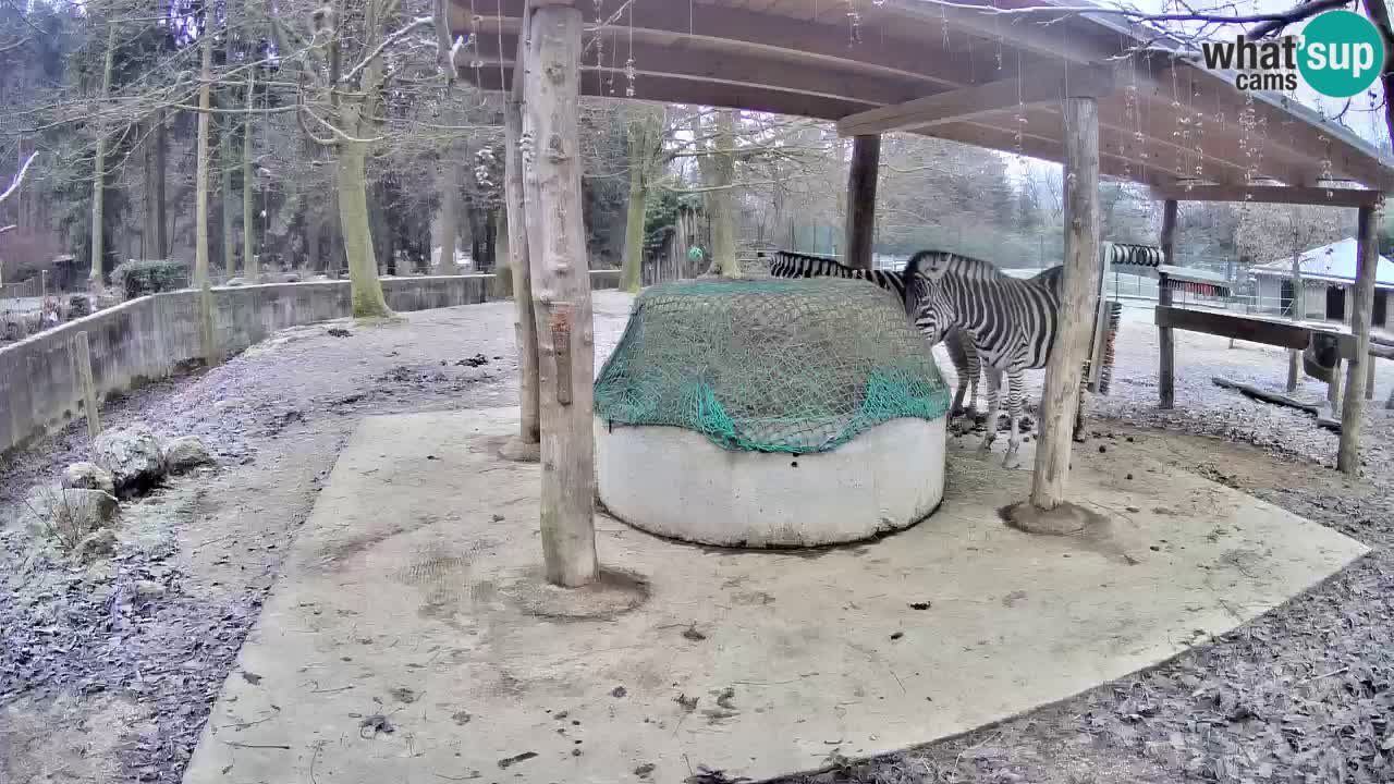 Le Zebre nello ZOO di Ljubljana – Slovenia Live webcam