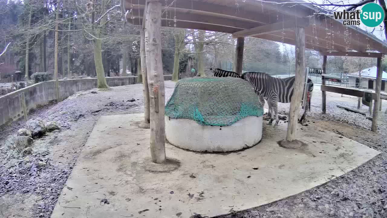 Le Zebre nello ZOO di Ljubljana – Slovenia Live webcam