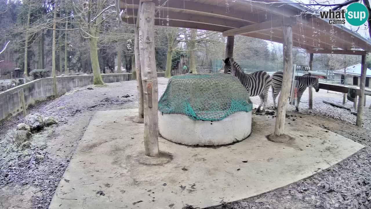 Live webcam Les zèbres in Ljubljana ZOO – Slovénie