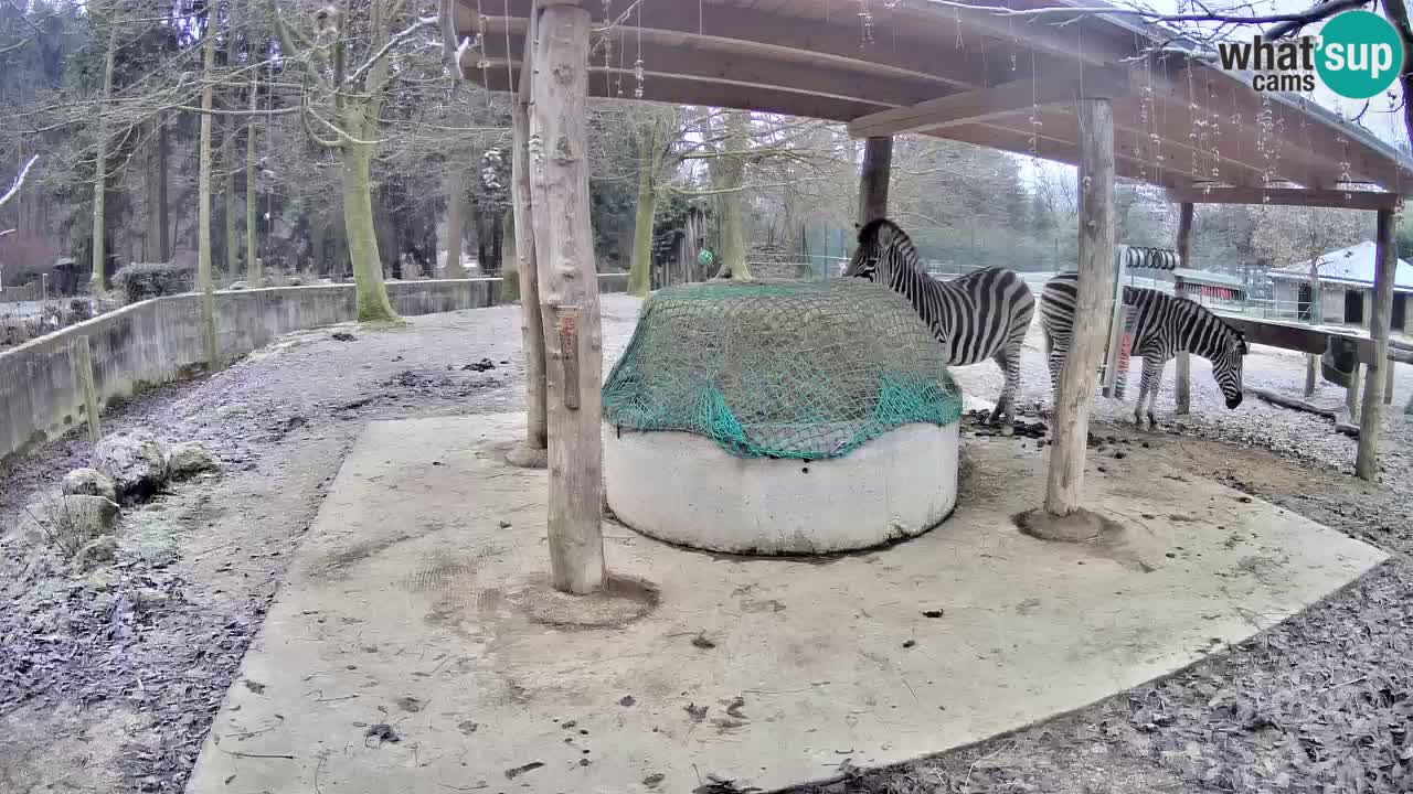 Le Zebre nello ZOO di Ljubljana – Slovenia Live webcam