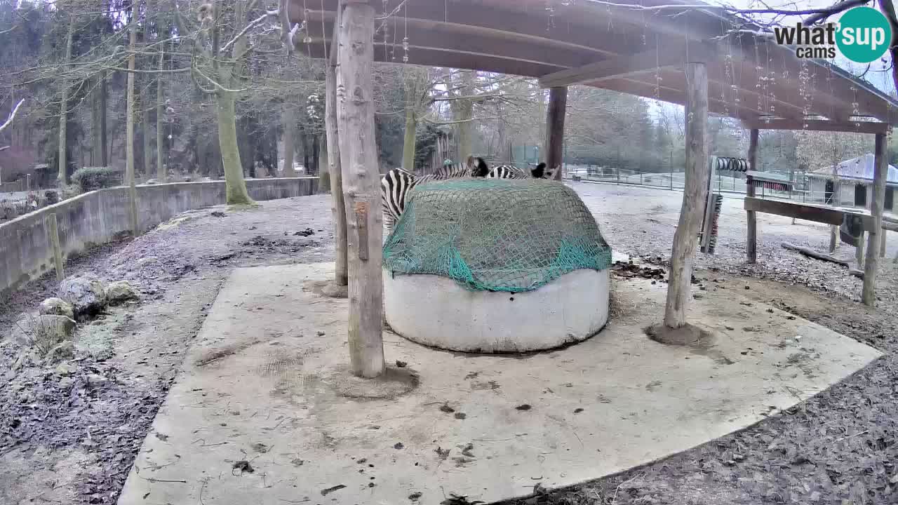 Live Webcam Zebras in Ljubljana ZOO – Slowenien