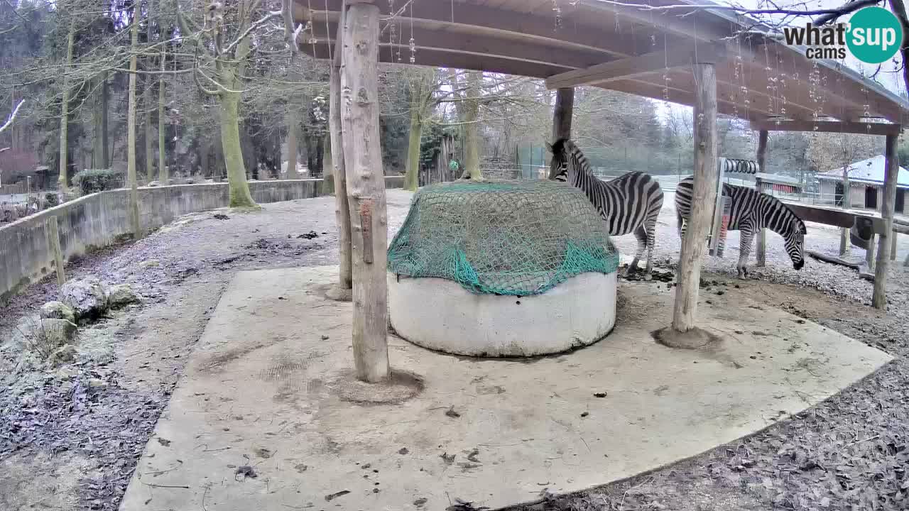 Live webcam Zebras in Ljubljana ZOO – Slovenia