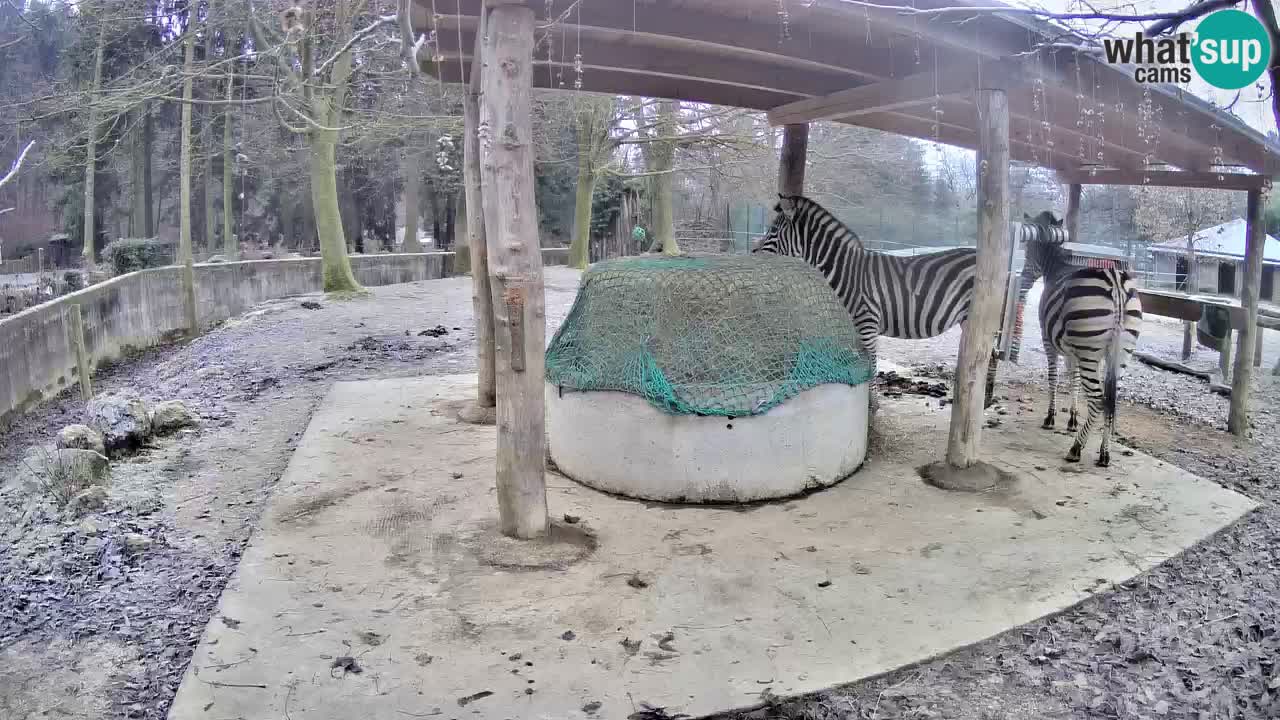 Zebre v živo v živalskem vrtu Ljubljana ZOO spletne kamere