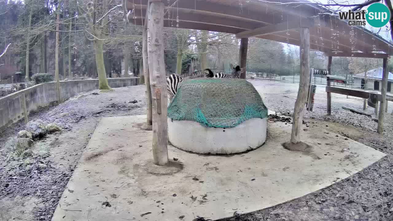 Zebre v živo v živalskem vrtu Ljubljana ZOO spletne kamere