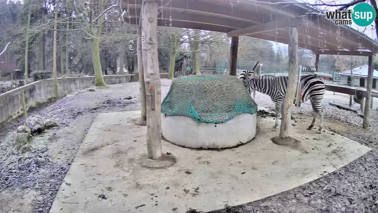 Zebre v živo v živalskem vrtu Ljubljana ZOO spletne kamere