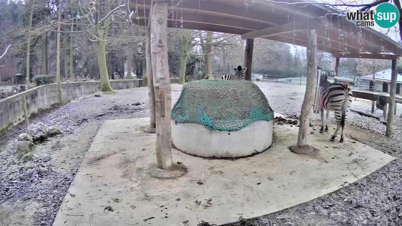 Zebre v živo v živalskem vrtu Ljubljana ZOO spletne kamere