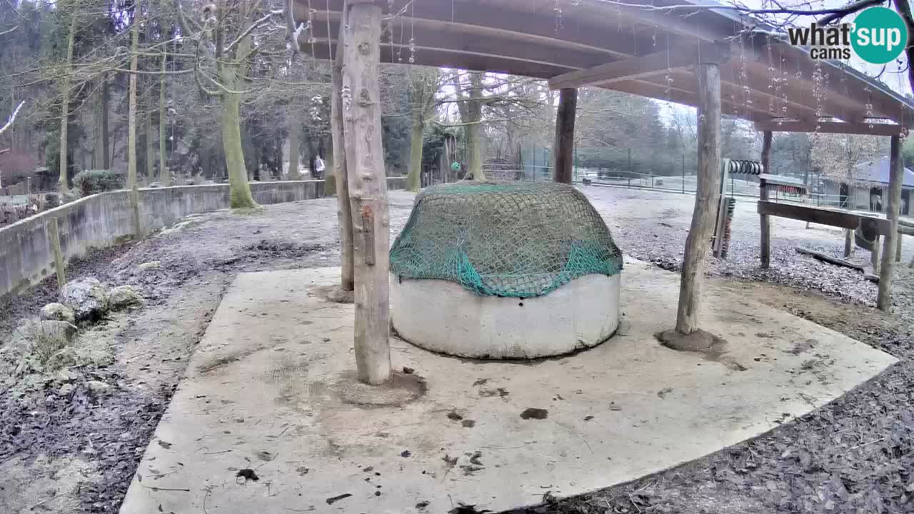 Live Webcam Zebras in Ljubljana ZOO – Slowenien