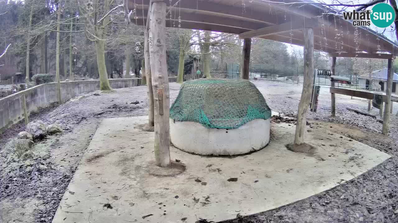 Live Webcam Zebras in Ljubljana ZOO – Slowenien