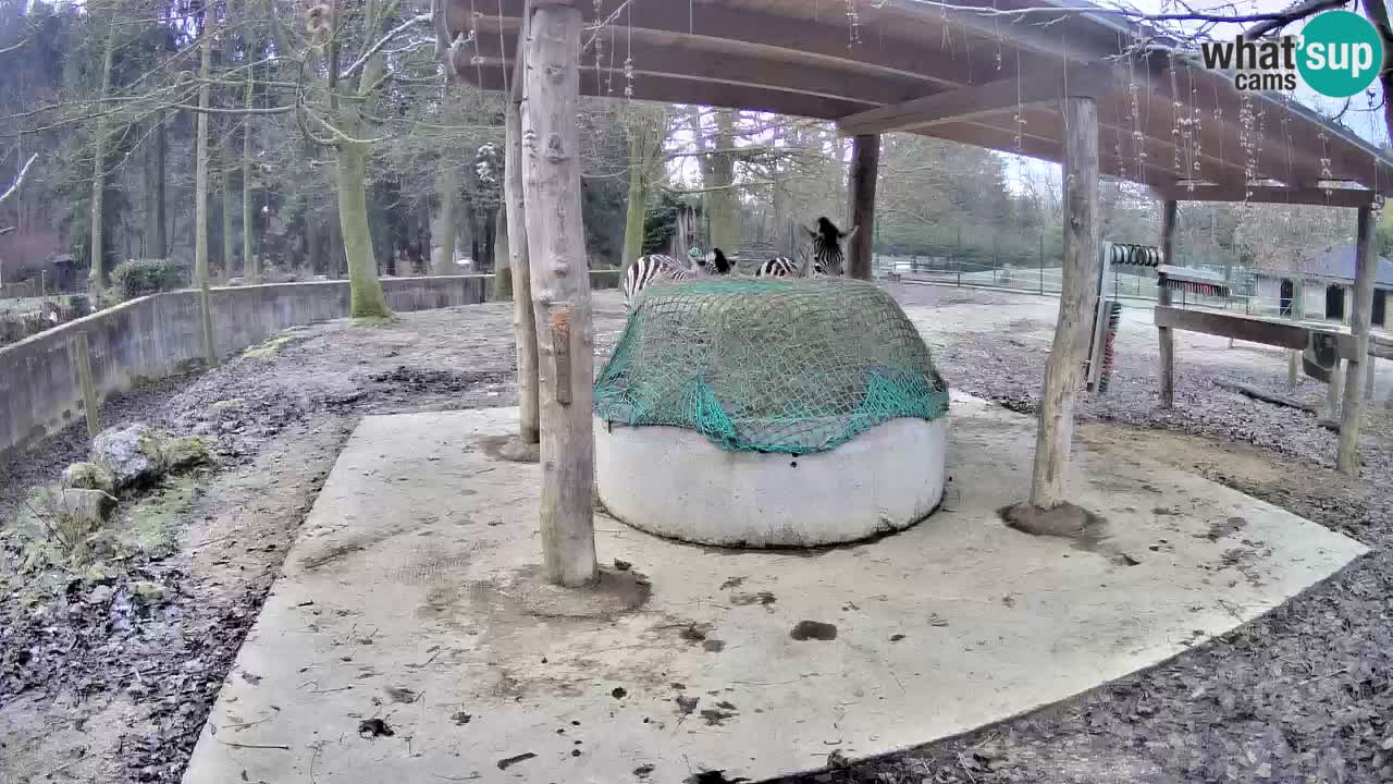 Live webcam Les zèbres in Ljubljana ZOO – Slovénie