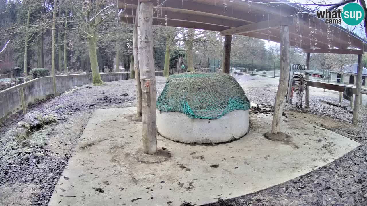 Live Webcam Zebras in Ljubljana ZOO – Slowenien