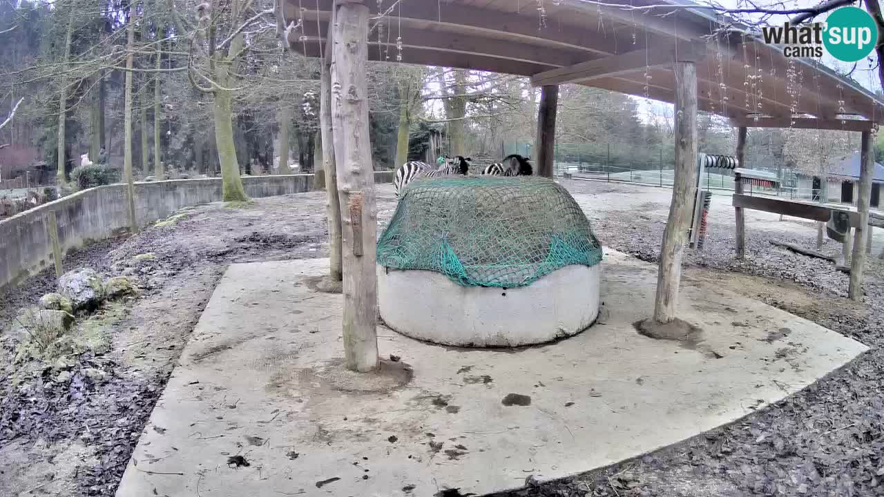 Zebre v živo v živalskem vrtu Ljubljana ZOO spletne kamere