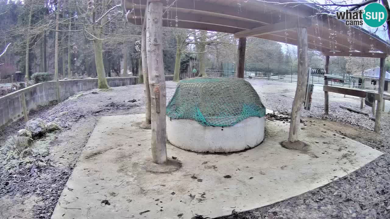 Zebre v živo v živalskem vrtu Ljubljana ZOO spletne kamere