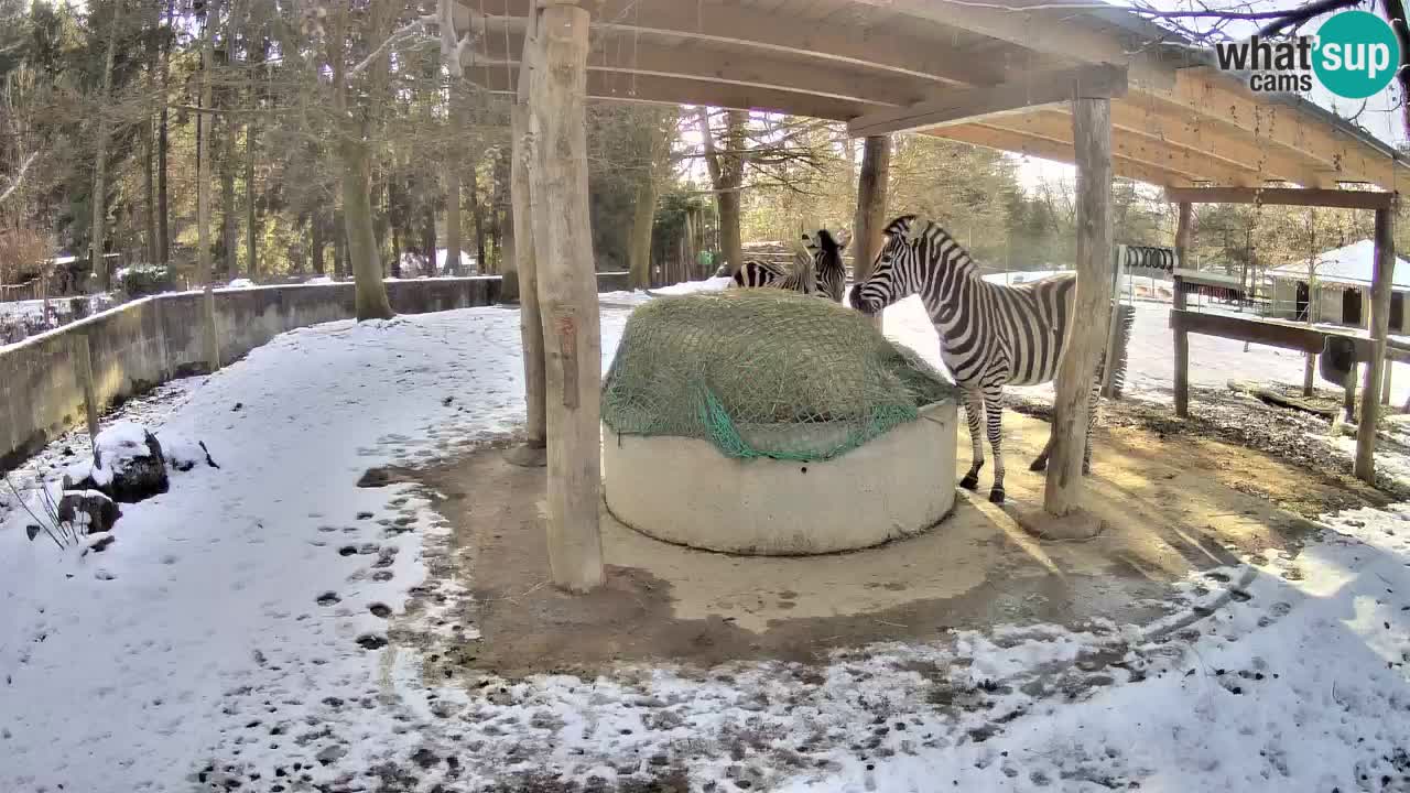 Camera en vivo Cebras in Ljubljana ZOO – Eslovenia