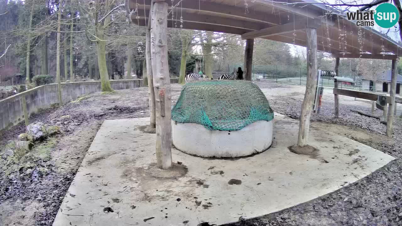 Camera en vivo Cebras in Ljubljana ZOO – Eslovenia