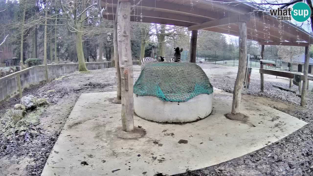 Zebre v živo v živalskem vrtu Ljubljana ZOO spletne kamere